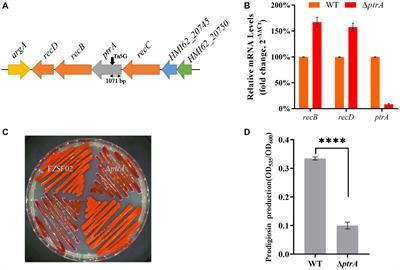 PtrA regulates prodigiosin synthesis and biological functions in Serratia marcescens FZSF02